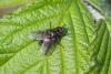 Helina sp.